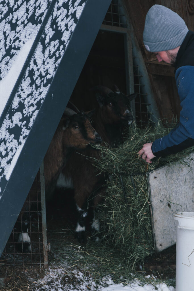 Ziegen Füttern am Bauernhof
